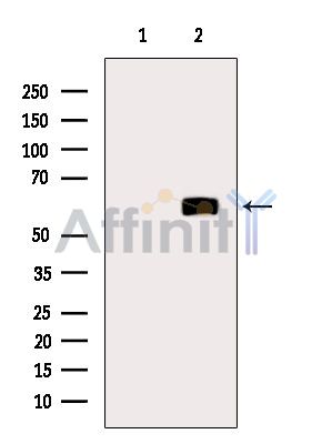 Валидация Affinity AF6460 - 3782