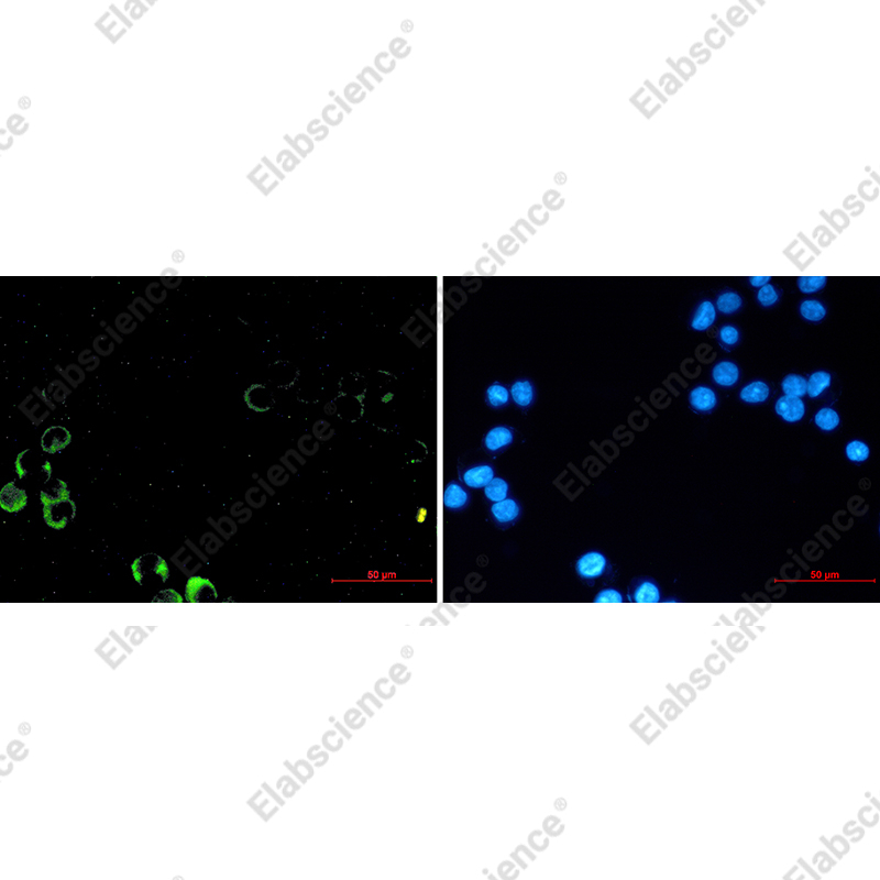 Иммунофлуоресценция, PI3 Kinase p85 alpha, клетки MCF-7
