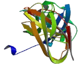 Fc Fragment Of IgA Receptor (FcaR) Fc Fragment Of IgA Receptor (FcaR)