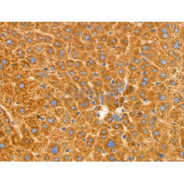 Валидация Affinity DF4162 - 15491