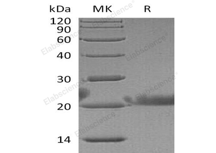 Валидация Elabscience PKSH032678(3112)