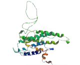 Taste Receptor Type 2 Member 7 (TAS2R7) Taste Receptor Type 2 Member 7 (TAS2R7)