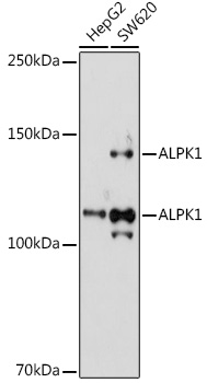 Валидация Elabscience E-AB-92221