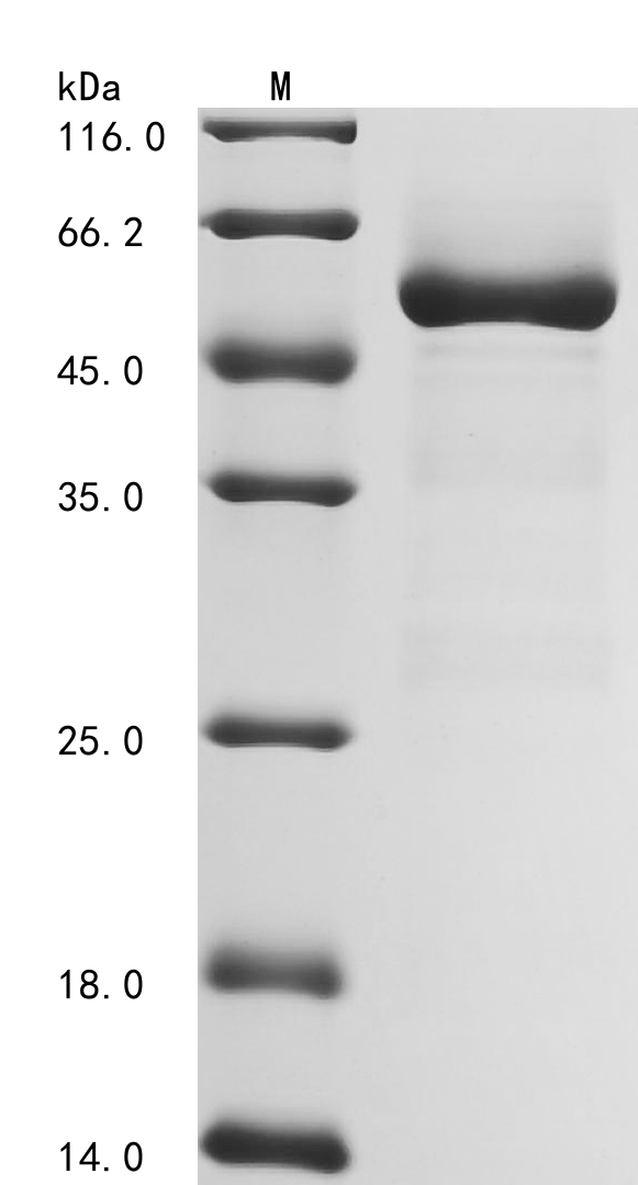 SDS-PAGE