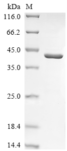 SDS-PAGE