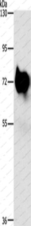 Вестерн-блоттинг, SYN1, ткань мозга мыши