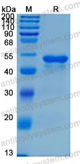 Валидация AntibodySystem AHD03601