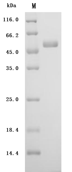 SDS-PAGE