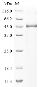SDS-PAGE