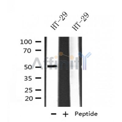 Валидация Affinity AF4808 - 2427