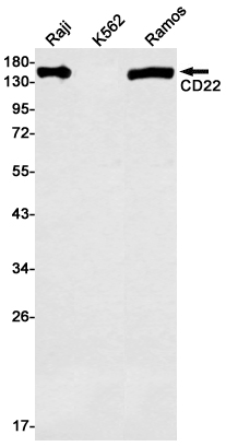 Валидация WB - AssayVector ARM1871 (873)