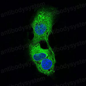 Валидация IF - AntibodySystem RHJ44401