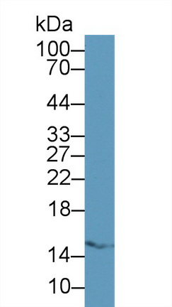 14514