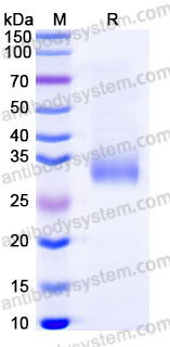 EHD00701, SDS-PAGE