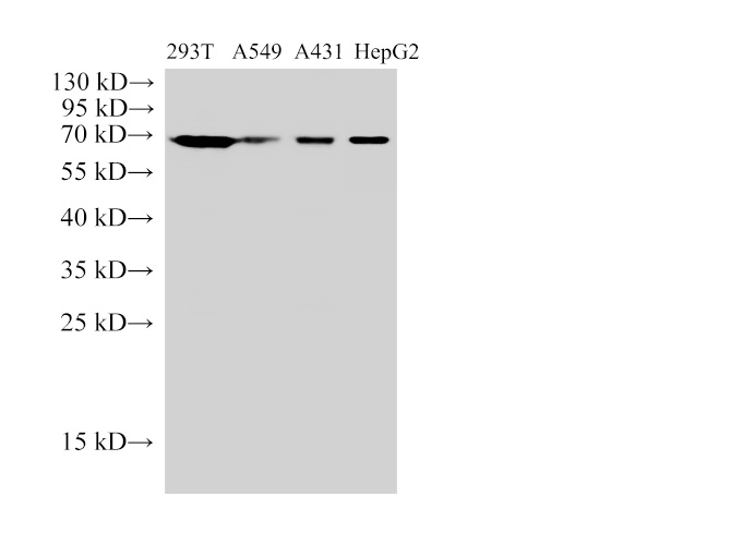 Валидация Elabscience E-AB-40490