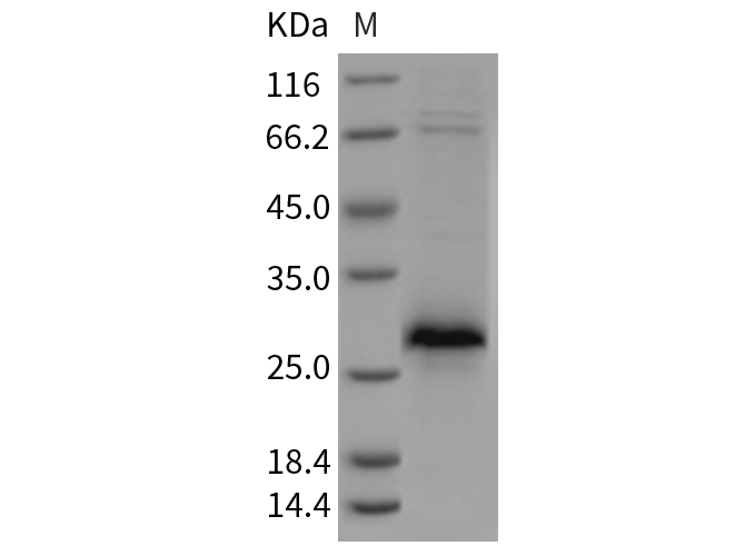Валидация Elabscience PKSR030318(5662)