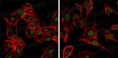 Валидация IF - AntibodySystem RHJ64802