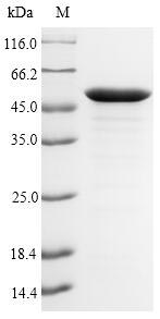 SDS-PAGE