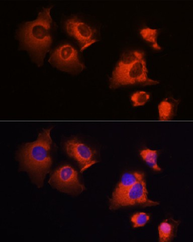 Валидация Elabscience E-AB-60044