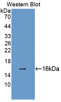 41581