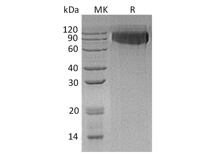 Валидация Elabscience PKSH033371(3702)