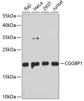 Валидация Elabscience E-AB-65472