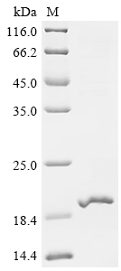 SDS-PAGE