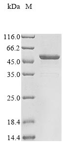 SDS-PAGE