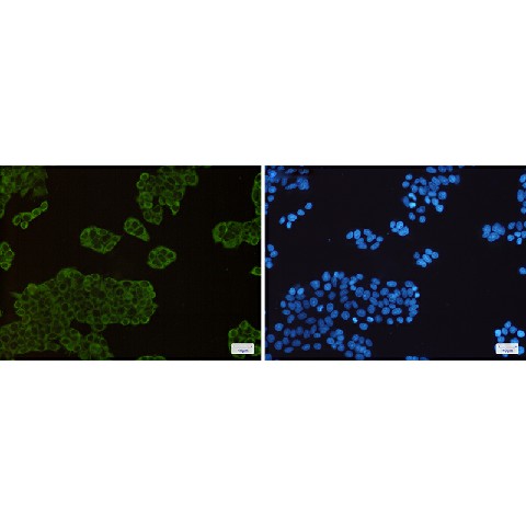 Валидация Elabscience E-AB-81568