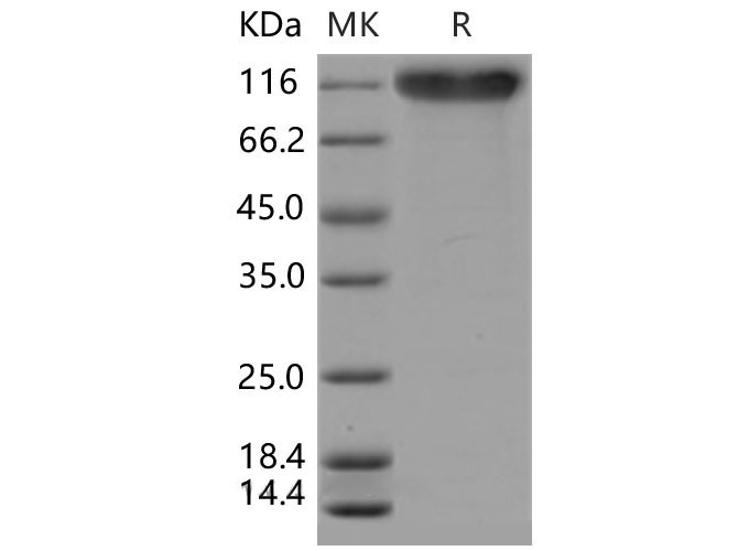 Валидация Elabscience PKSM040507(4500)