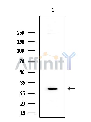 Валидация Affinity DF7199 - 18865