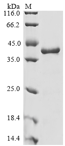 SDS-PAGE