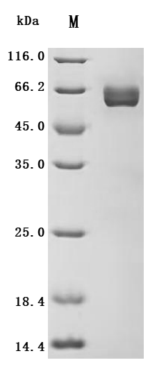 SDS-PAGE