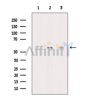 Валидация Affinity DF9300 - 21758