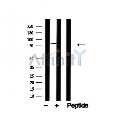 Валидация Affinity AF4707 - 2324