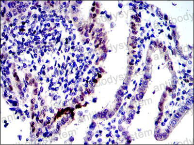 Валидация AntibodySystem RHC16505 (694)