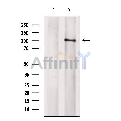Валидация Affinity DF4429 - 15935