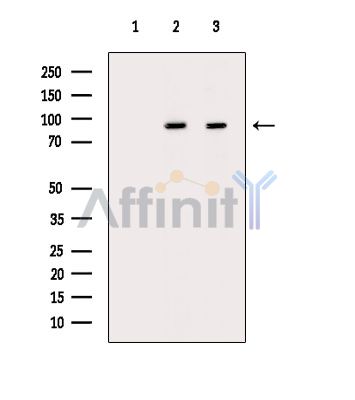 Валидация Affinity DF14638 - 10669