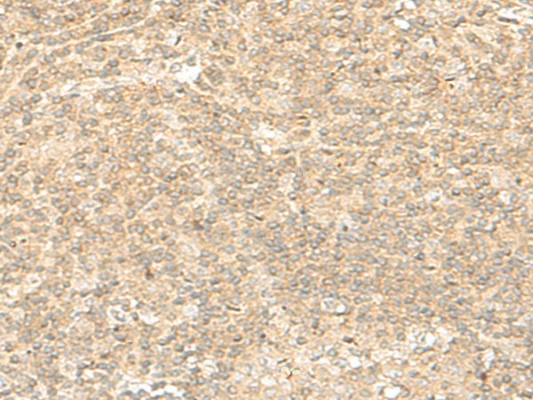 Валидация Elabscience E-AB-18885