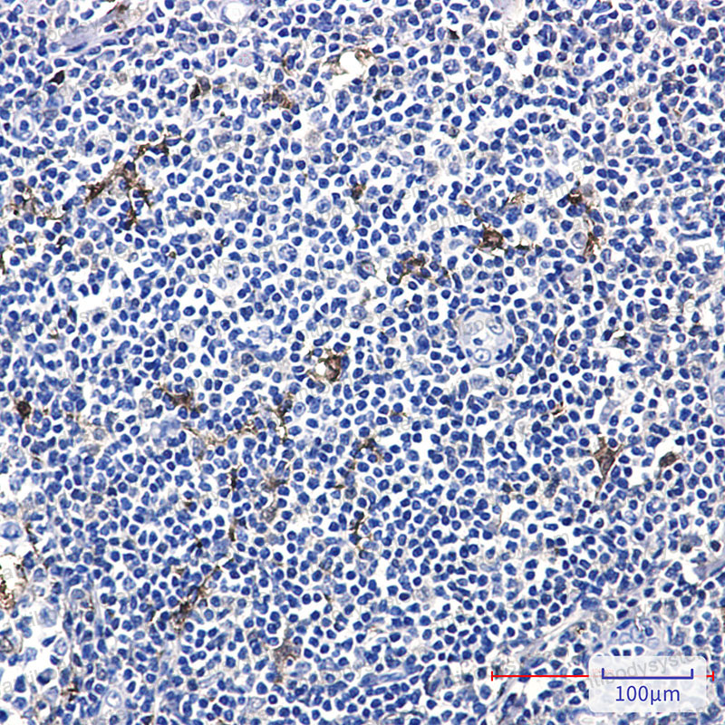 Валидация AntibodySystem RHG31501