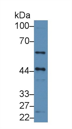 10452