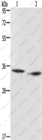 Вестерн-блоттинг, AMDHD2, ткань сердца и печени мыши