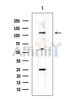 Валидация Affinity DF7588 - 19357
