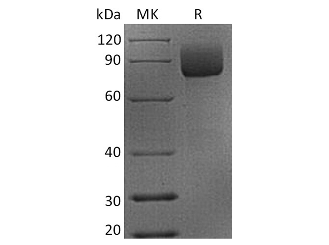 Валидация Elabscience PKSQ050079(5448)