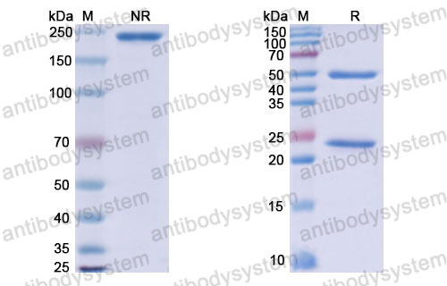 Валидация SDS-PAGE - AntibodySystem DQB91703