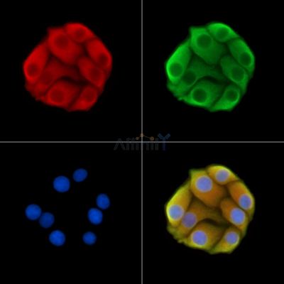 Валидация Affinity DF14506 - 10491