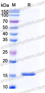 AHB95401, SDS-PAGE