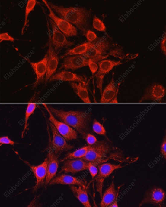 Иммунофлуоресценция, Glutamine Synthetase, клетки PC-12