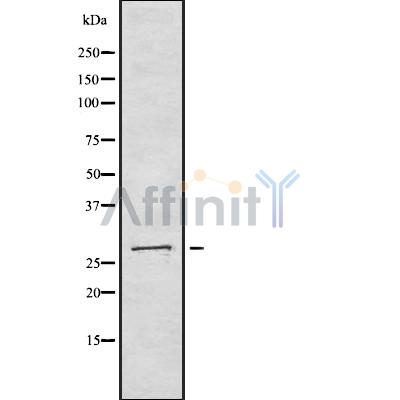 Валидация Affinity DF8085 - 19926