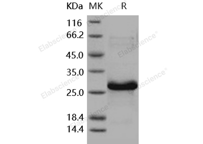 Валидация Elabscience PKSH031656(2308)